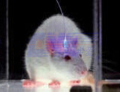 Laser Optogenetics and Neuroscience